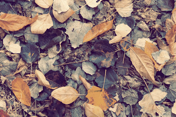 Autumn gray and yellow leaves. Natural toned background