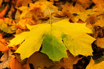 Maple yellow leaf in the park. Autumn background