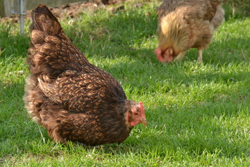 krielkippen in een weitje op een boerderij in Zuid-Limburg