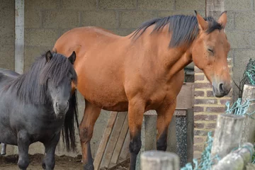 Fototapeten ruhendes Pferd und Pony auf einem Bauernhof in Süd-Limburg © henkbouwers