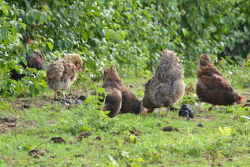 scharrelende krielkippen in een paardenweitje van een boerderij in Zuid-Limburg
