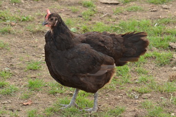 een krielkip in een weitje op een boerderij in Zuid-Limburg