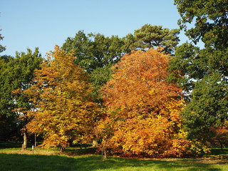 Beautiful golden autumn foliage in the Yorkshire Arboretum, England