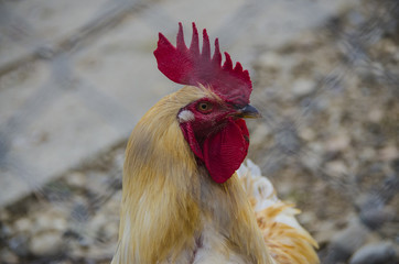 Rooster 