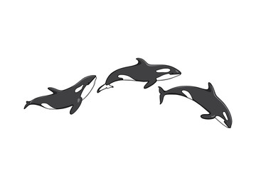 Hand drawn killer whales