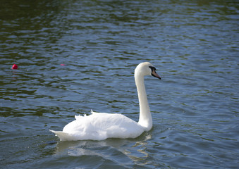 SWAN