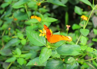 papillon orange sur une fleur dans une serre