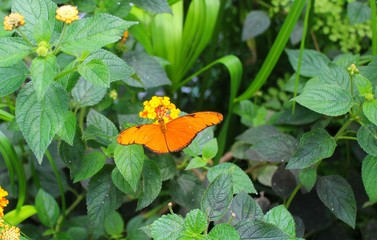 papillon orange sur une fleur dans une serre