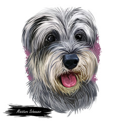 Miniature schnauzer, ratting hound guarding dog zwergschnauzer digital art illustration. German breed of animals closeup portrait. Canine animal with stuck tongue, pet puppy having docked tail