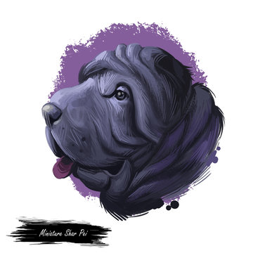 Miniature mini shar pei dog, profile portrait digital art illustration. Pet bred from recessive gene of shar-pei, Chinese originated puppy. Animal from China with wide padded muzzle, highly set ears.