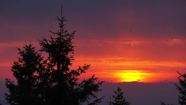 Timelapse of Sunset in Switzerland with coniferous tree in foreground and colourful change of sky with clouds