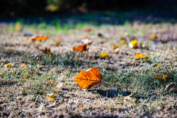 Autumnal nature card