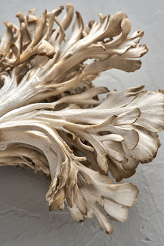 Wholesome Mitake Ram's Head Hen of the Wood Mushrooms with Copy