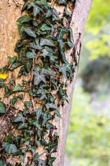 Close up view of the green Ivy on a tree in the colors of autumn