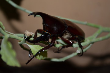 beetle