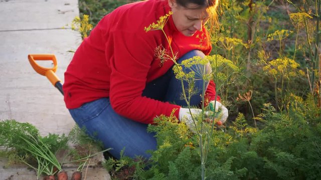 young woman peasant in red sweater and blue jeans digs up carrot and beet in garden bed. Hands close up.