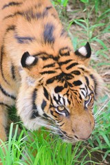 Closeup portrait of Sumatran Tiger in nature