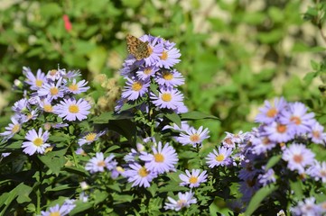Close-up of a Beautiful Butterfly on Aster Flowers, Nature, Macro
