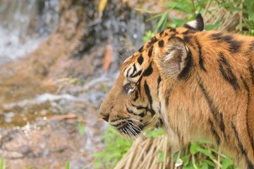 Closeup portrait of Sumatran Tiger in nature