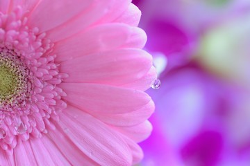Macro details of Pink Daisy flower with water droplets