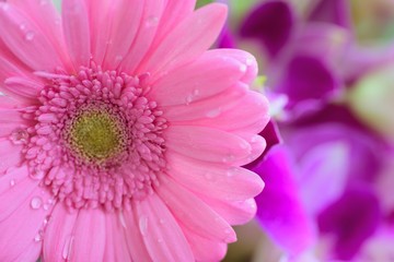 Macro details of Pink Daisy flower with water droplets