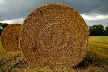 hay
