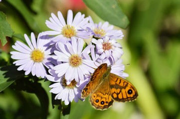 Close-up of a Beautiful Butterfly on Aster Flowers, Nature, Macro