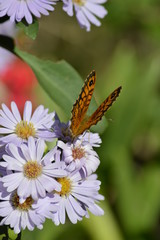 Close-up of a Beautiful Butterfly on Aster Flowers, Nature, Macro