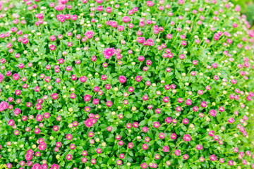 Chrysanthemum flowers as a background. Field of pink Chrysanthemums. Selective focus