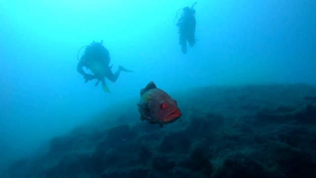 Scuba divers watching red coral grouper underwater in Kas, Turkey