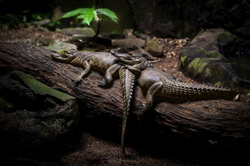 Baby Crocodile