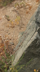 Minerals Of The Crimea.