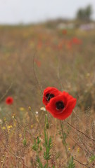Plants Of The Crimea.