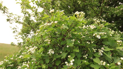 Plants Of The Crimea.