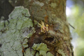 cacao flower