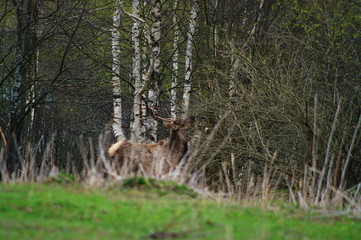 fallow deer in the forest