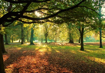 A sunny landscape in early Autumn.