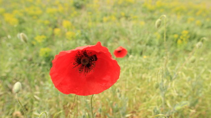Plants Of The Crimea.