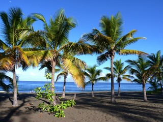 Palmiers et sable noir à l'Ile de la Réunion