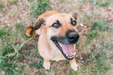 Happy dog smiling at the camera