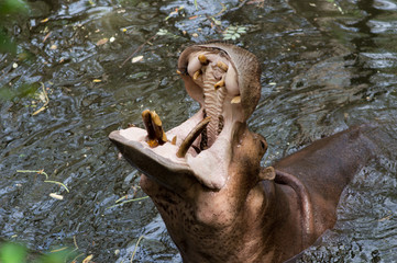 Hippopotamus in the water with open moths asking for food at the zoo.