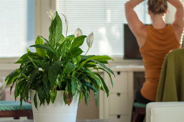 Women and technology: A working woman relaxed in front of a screen at a sunny home office in Finland and a blooming peace lily on the foreground