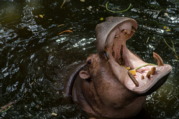 Hippopotamus in the water with open moths asking for food at the zoo.