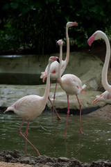 Flamingos group standing in the water. Thailand national park. Vertical