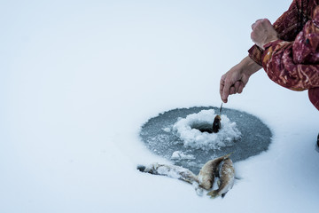 Fish being pulled through the ice while ice fishing
