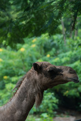 Camel in the city park, national Thailand zoo. Vertical, green park, sunny summer day.