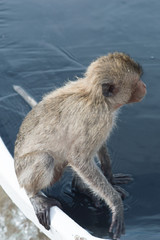 Monkey Island, THAILAND The monkeys are on the boat by the bach