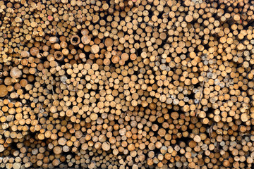 Wood saw cut background, full frame. Lumber logs warehouse. 