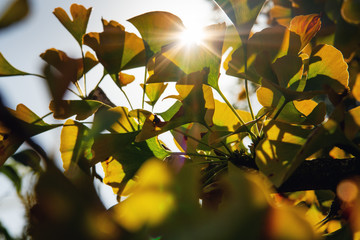 Autumn colorful Ginkgo biloba leaves with lens flare and sun star