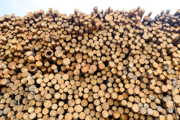 Timber woods, open air warehouse